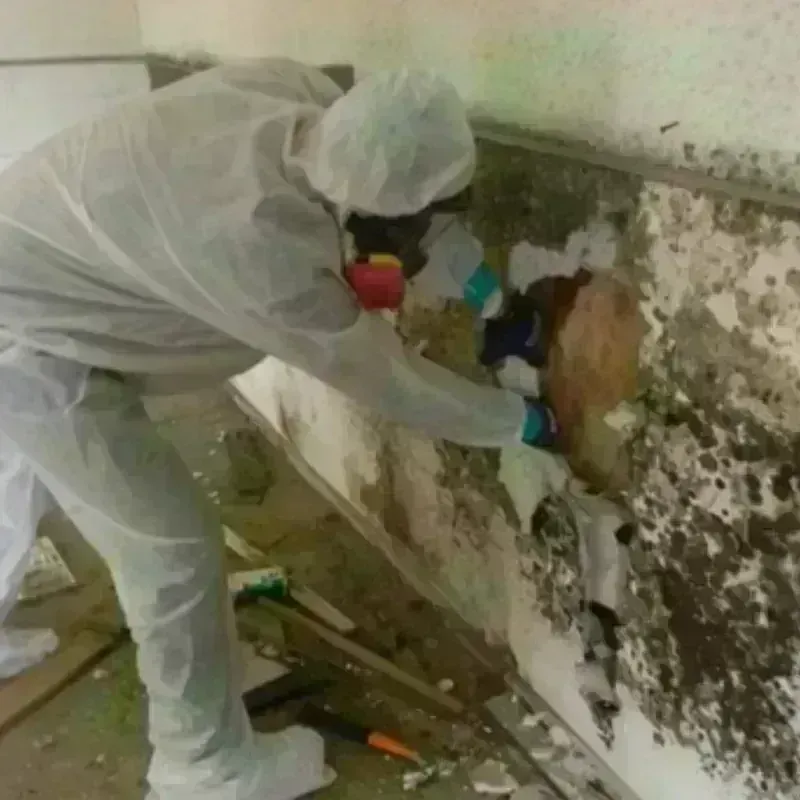 Mold Remediation and Removal in Linn County, IA